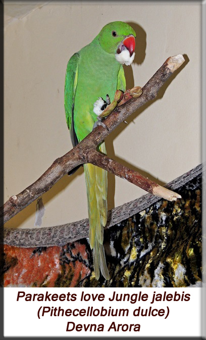 Devna Arora - Feeding parakeets in captivity